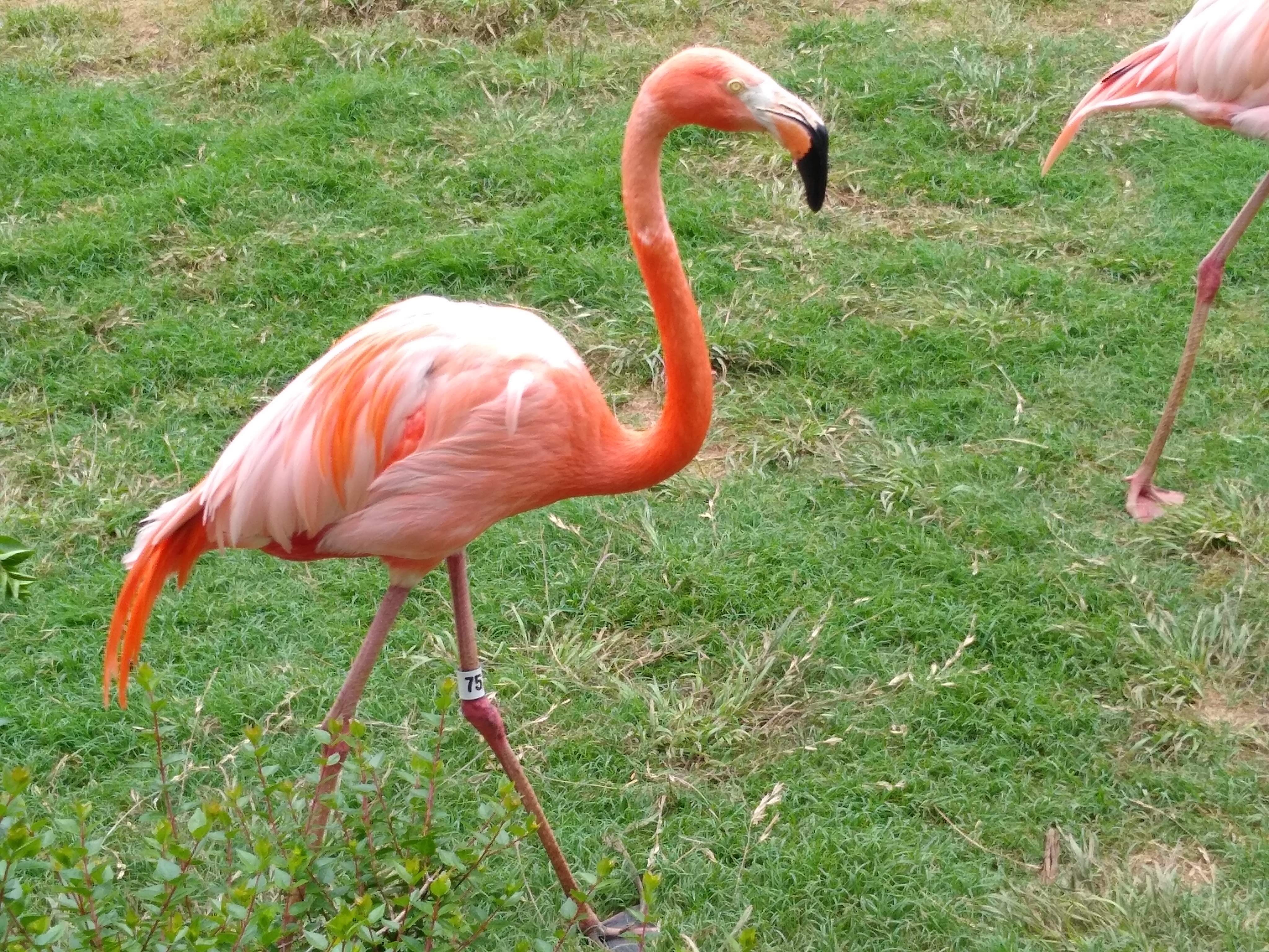 Flamingo Test